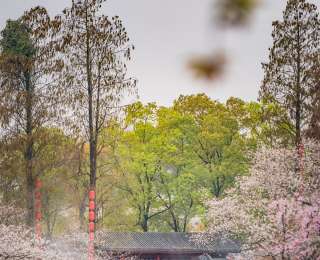 湖北旅游產(chǎn)品搜索增長超180%，武漢穩(wěn)居全國十大熱門旅游目的地