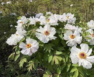 漫山春色里 數(shù)十萬游客赴廣水尋芳
