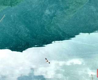 “灰头麦鸡”首秀堵河源，这只“生态考官”给保护区打了高分