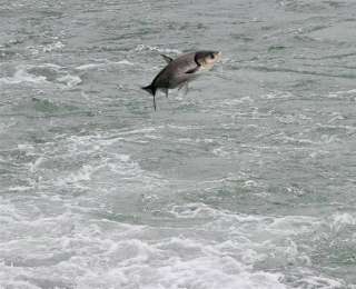 宜昌西坝 “群鱼跃水” 成网红打卡点