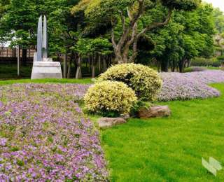 雨歇天晴，绿植花卉更鲜亮，武汉市民出行 “一路生花”