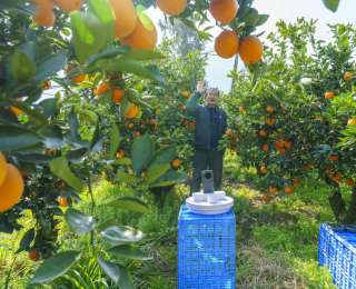 秭归70岁老农逆袭成“猴哥” 一年“村播”卖出10万元脐橙