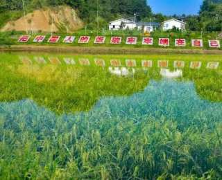 珞红优1564种子为何被抢购？武汉大学团队自主水稻良种引爆春耕市场