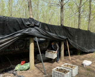 石首市南口镇：一片杨树林，三笔特产账