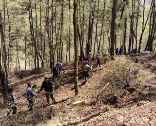 房县：黄精种出“金疙瘩”林下经济铺就富民路