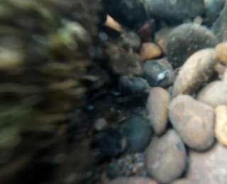 长江鲟野外种群重建取得重大突破