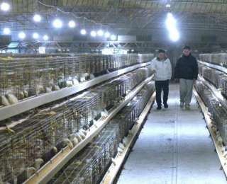 湖北江陵“85后”青年返乡创业成“鸡倌”，创业三年农场实现年入百万元