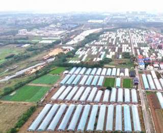 从一筐菜到一条链！孝昌蔬菜产业“链”上起舞