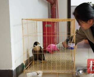 “空中猎手”田间落难，鹤峰村民及时护送救治