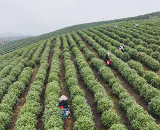 浙江新农人为何到湖北山村来种地？