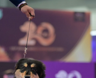 霍思燕的爱犬，“打破欧美垄断”