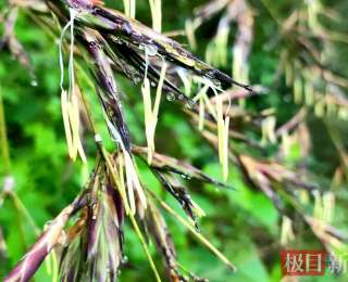 堪比铁树开花！多名游客在湖北竹山邂逅罕见的竹子开花