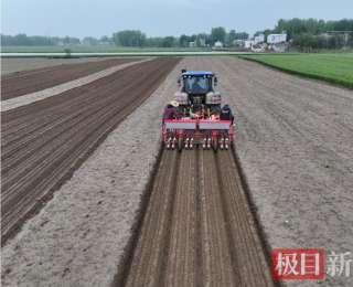 湖北沙洋：小籽红衣花生成村民致富的“金豆豆”