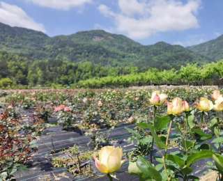 花海焕新激活山野经济，湖北黄梅玫瑰谷深耕农文旅融合