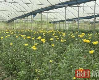 颜值变产值，来凤打造鲜花产业带动村民家门口增收