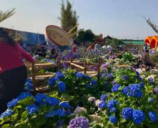 都市圈跨城出游升温，假日到潜江赏花吃虾成游客热门选择