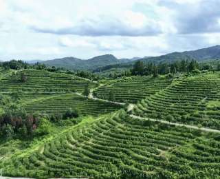 “苦”尽“甘”来！新农人的一杯“茶咖”带火一个村
