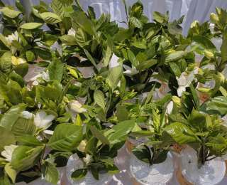 送你10万朵栀子花！5月16日起，又可以体验武汉夏天的浪漫了