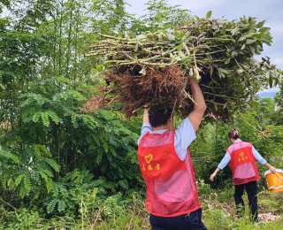 抢收地里的，陪伴家里的！湖北交投志愿者走进夏沟村