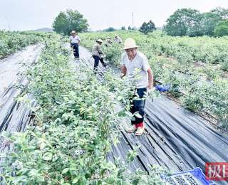 家门口的“甜”日子：湖北黄梅独山千余亩露天蓝莓熟了，采摘期持续到6月下旬