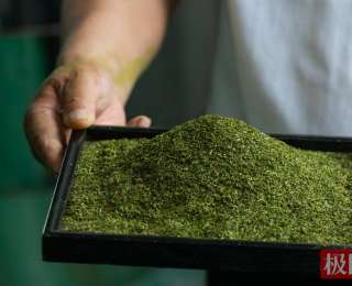湖北秭归：废弃茶枝变身“金叶子”，首条抹茶清蒸片生产线投产
