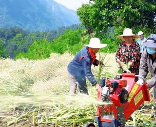 湖北巴东：油菜丰产助增收