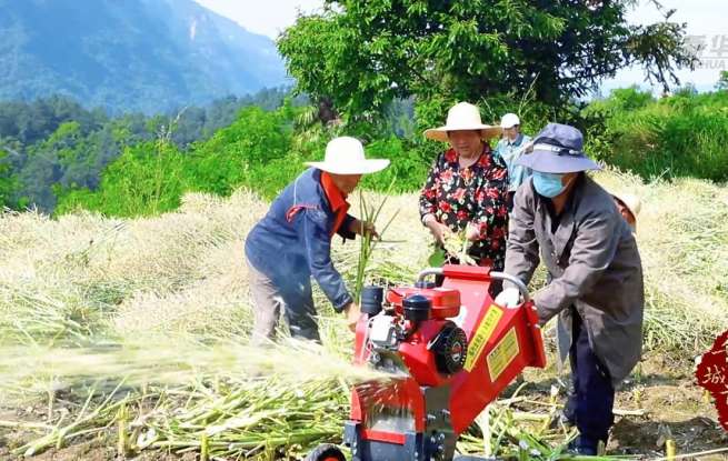 湖北巴东：油菜丰产助增收