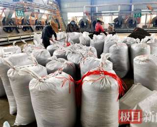 竹山大叶茶“整装”发往福建，茶农夏秋增收不愁