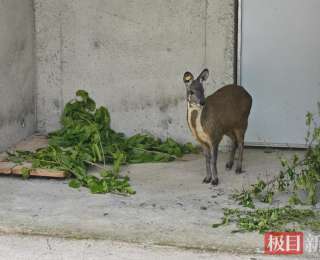 十堰郧西县林麝养殖“香”飘山村特色产业添动能