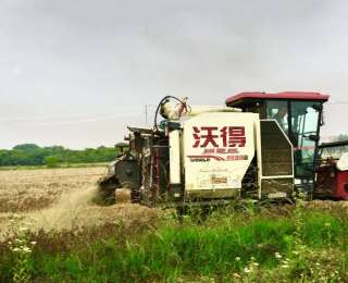 抢收战打响！随县统筹三千台机械 力保夏粮颗粒归仓
