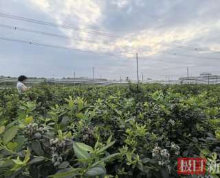 年产40万斤！咸安300亩蓝莓“香飘”全国市场